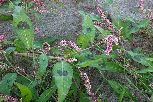 呋喃丹图片,高效农药的神奇与争议