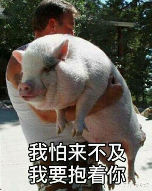 猪拍身上表情包,萌态可掬，趣味横生